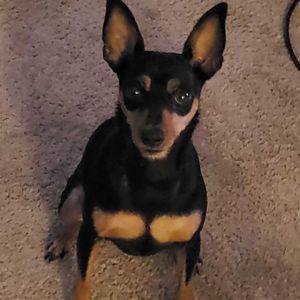 Meet your Posher, Dan